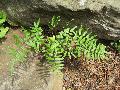 Purple-stemmed Cliffbrake / Pellaea atropurpurea  